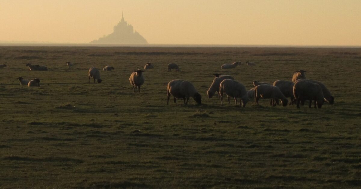 Moutons de prés-salés dans la baie, le Mont-Saint-Michel dans la brume